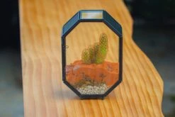 Mini 5x7 Inches Octagon Shape Glass Geometric Terrarium Enclosure With Side Vent For Small Insect, Jumping Spider -Ncyp Garden Sale Shop IMG 6183 1a8a4d09 c320 4de2 aaac 18d731699a53