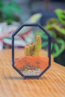 Mini 5x7 Inches Octagon Shape Glass Geometric Terrarium Enclosure With Side Vent For Small Insect, Jumping Spider -Ncyp Garden Sale Shop IMG 6184