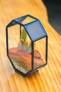 Mini 5x7 Inches Octagon Shape Glass Geometric Terrarium Enclosure With Side Vent For Small Insect, Jumping Spider -Ncyp Garden Sale Shop IMG 6185