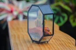 Mini 5x7 Inches Octagon Shape Glass Geometric Terrarium Enclosure With Side Vent For Small Insect, Jumping Spider -Ncyp Garden Sale Shop IMG 6186