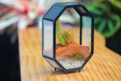 Mini 5x7 Inches Octagon Shape Glass Geometric Terrarium Enclosure With Side Vent For Small Insect, Jumping Spider -Ncyp Garden Sale Shop IMG 6187