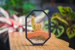 Mini 5x7 Inches Octagon Shape Glass Geometric Terrarium Enclosure With Side Vent For Small Insect, Jumping Spider -Ncyp Garden Sale Shop IMG 6189 60d8dca5 23ef 46b7 abd2 8a5e3a2e6d1d