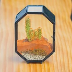 Mini 5x7 Inches Octagon Shape Glass Geometric Terrarium Enclosure With Side Vent For Small Insect, Jumping Spider -Ncyp Garden Sale Shop IMG 6190 2