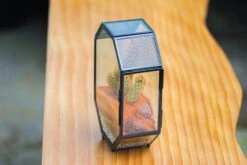 Mini 5x7 Inches Octagon Shape Glass Geometric Terrarium Enclosure With Side Vent For Small Insect, Jumping Spider -Ncyp Garden Sale Shop IMG 6191 b96363fb 0bc3 4b1f bab4 f28dba460147