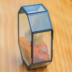 Mini 5x7 Inches Octagon Shape Glass Geometric Terrarium Enclosure With Side Vent For Small Insect, Jumping Spider -Ncyp Garden Sale Shop IMG 6192 2