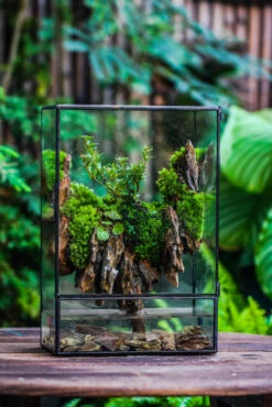 Close Geometric Glass Tin Terrarium , Watertight, 8x12" Container For Moss Wall, Fern, Landscape Waterpond, 8x12", No Plants Customizable 22 Close Geometric Glass Tin Terrarium , Watertight, 8x12" Container For Moss Wall, Fern, Landscape Waterpond, 8x12", No Plants Customizable -Ncyp Garden Sale Shop IMG 6203
