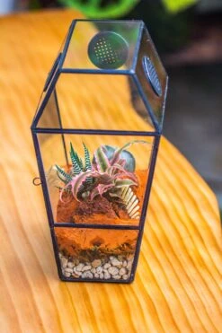 Coffin-Shaped Tin Glass Terrarium Enclosure, Gothic Style, For Jumping Spider, Insects, Snails -Ncyp Garden Sale Shop IMG 6205 be08068e 08a0 4c0b a68b e843b109cb12