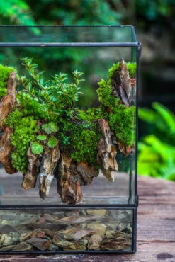 5-12cm Natural Ohko Dragon Stone Rock For Terrarium, Aquarium Bonsai Landscape, 500g -Ncyp Garden Sale Shop IMG 6206