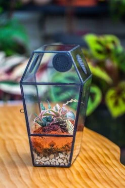 Coffin-Shaped Tin Glass Terrarium Enclosure, Gothic Style, For Jumping Spider, Insects, Snails -Ncyp Garden Sale Shop IMG 6206 088a6fbd 33bc 49d9 9ba6 11395ce48608