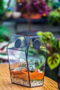 Coffin-Shaped Tin Glass Terrarium Enclosure, Gothic Style, For Jumping Spider, Insects, Snails -Ncyp Garden Sale Shop IMG 6208 0d28e0c5 d0e3 471a 9a1d 68a4a0995ed4