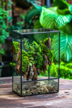 Close Geometric Glass Tin Terrarium , Watertight, 8x12" Container For Moss Wall, Fern, Landscape Waterpond, 8x12", No Plants Customizable 30 Close Geometric Glass Tin Terrarium , Watertight, 8x12" Container For Moss Wall, Fern, Landscape Waterpond, 8x12", No Plants Customizable -Ncyp Garden Sale Shop IMG 6209