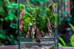 Close Geometric Glass Tin Terrarium , Watertight, 8x12" Container For Moss Wall, Fern, Landscape Waterpond, 8x12", No Plants Customizable 32 Close Geometric Glass Tin Terrarium , Watertight, 8x12" Container For Moss Wall, Fern, Landscape Waterpond, 8x12", No Plants Customizable -Ncyp Garden Sale Shop IMG 6211