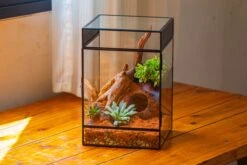 8x8x12 Inches Large Handmade Glass Geometric Terrarium With Side Vent, For Large Insects -Ncyp Garden Sale Shop IMG 6211 cd6ce46d 68be 4b63 ad84 37a631a46fd9