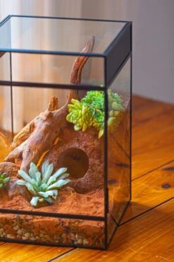 8x8x12 Inches Large Handmade Glass Geometric Terrarium With Side Vent, For Large Insects -Ncyp Garden Sale Shop IMG 6213 220f57d8 9c91 4046 a806 c975deff14b6
