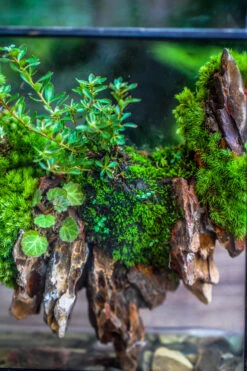 5-12cm Natural Ohko Dragon Stone Rock For Terrarium, Aquarium Bonsai Landscape, 500g -Ncyp Garden Sale Shop IMG 6215