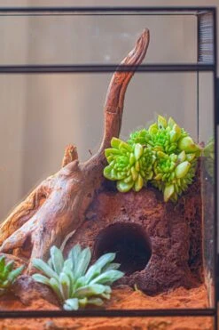 8x8x12 Inches Large Handmade Glass Geometric Terrarium With Side Vent, For Large Insects -Ncyp Garden Sale Shop IMG 6215 cc9dc840 cb54 4eb6 8dcf ef64fb46d2bc