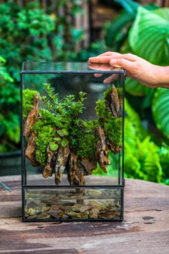Close Geometric Glass Tin Terrarium , Watertight, 8x12" Container For Moss Wall, Fern, Landscape Waterpond, 8x12", No Plants Customizable 29 Close Geometric Glass Tin Terrarium , Watertight, 8x12" Container For Moss Wall, Fern, Landscape Waterpond, 8x12", No Plants Customizable -Ncyp Garden Sale Shop IMG 6216