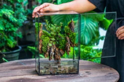 Close Geometric Glass Tin Terrarium , Watertight, 8x12" Container For Moss Wall, Fern, Landscape Waterpond, 8x12", No Plants Customizable 36 Close Geometric Glass Tin Terrarium , Watertight, 8x12" Container For Moss Wall, Fern, Landscape Waterpond, 8x12", No Plants Customizable -Ncyp Garden Sale Shop IMG 6218