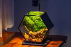 Handmade Hexagon Glass Geometric Terrarium Enclosure With Mesh Vents For Small Insects -Ncyp Garden Sale Shop IMG 6234