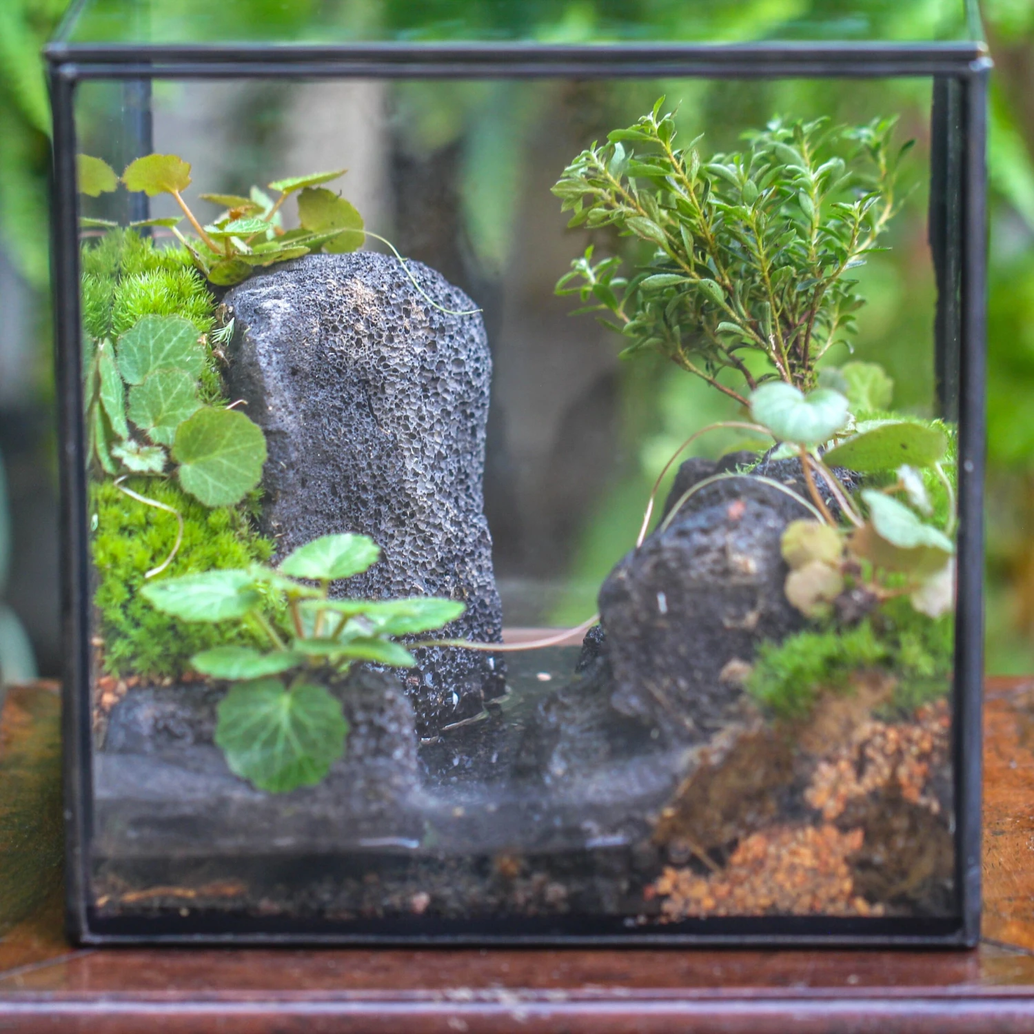 5-8cm Black Horticultural Lava Rock Volcanic Rock For Terrarium, Bonsai Landscape, 500g 2 5-8cm Black Horticultural Lava Rock Volcanic Rock For Terrarium, Bonsai Landscape, 500g - Image 2