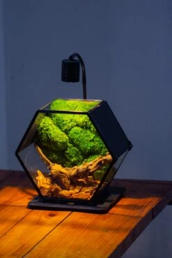 Handmade Hexagon Glass Geometric Terrarium Enclosure With Mesh Vents For Small Insects -Ncyp Garden Sale Shop IMG 6238 3