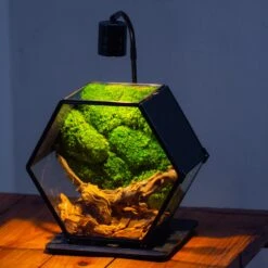 Handmade Hexagon Glass Geometric Terrarium Enclosure With Mesh Vents For Small Insects -Ncyp Garden Sale Shop IMG 6238 4