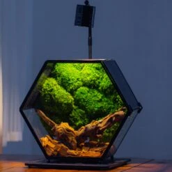 Handmade Hexagon Glass Geometric Terrarium Enclosure With Mesh Vents For Small Insects -Ncyp Garden Sale Shop IMG 6248 2