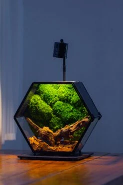 Handmade Hexagon Glass Geometric Terrarium Enclosure With Mesh Vents For Small Insects -Ncyp Garden Sale Shop IMG 6248