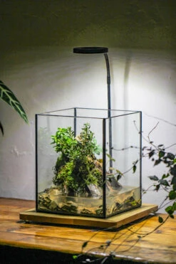 5-12cm Natural Ohko Dragon Stone Rock For Terrarium, Aquarium Bonsai Landscape, 500g -Ncyp Garden Sale Shop IMG 6294