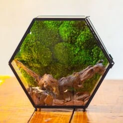 Handmade Hexagon Glass Geometric Terrarium Enclosure With Mesh Vents For Small Insects -Ncyp Garden Sale Shop IMG 6305 2