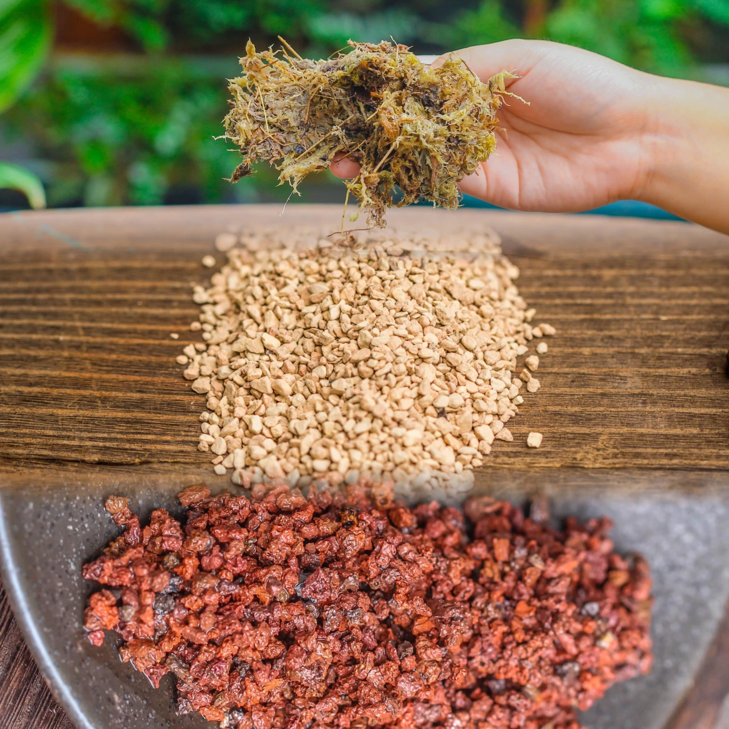 Basic Moss Terrarium Planting KIT, Suitable For Terrarium, Moss, Fern, Orchid, Begonia, Small Tropical 1 Basic Moss Terrarium Planting KIT, Suitable For Terrarium, Moss, Fern, Orchid, Begonia, Small Tropical