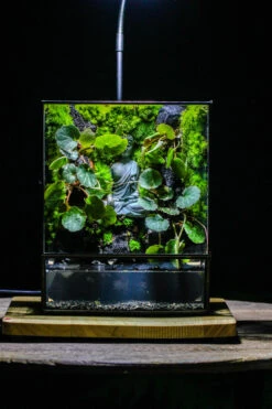 Close Geometric Glass Tin Terrarium , Watertight, 8x10" Container For Moss Wall, Fern, Landscape Waterpond, No Plants, Customizable -Ncyp Garden Sale Shop IMG 6354