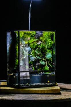 Close Geometric Glass Tin Terrarium , Watertight, 8x10" Container For Moss Wall, Fern, Landscape Waterpond, No Plants, Customizable -Ncyp Garden Sale Shop IMG 6356