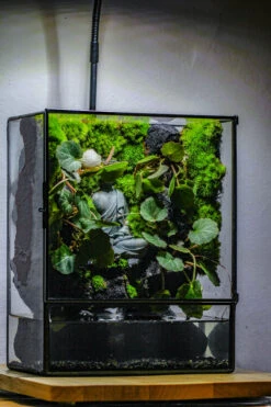 Close Geometric Glass Tin Terrarium , Watertight, 8x10" Container For Moss Wall, Fern, Landscape Waterpond, No Plants, Customizable -Ncyp Garden Sale Shop IMG 6361