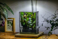 Close Geometric Glass Tin Terrarium , Watertight, 8x10" Container For Moss Wall, Fern, Landscape Waterpond, No Plants, Customizable -Ncyp Garden Sale Shop IMG 6363