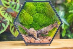 Handmade Hexagon Glass Geometric Terrarium Enclosure With Mesh Vents For Small Insects -Ncyp Garden Sale Shop IMG 6365
