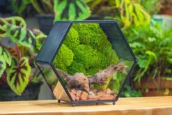 Handmade Hexagon Glass Geometric Terrarium Enclosure With Mesh Vents For Small Insects -Ncyp Garden Sale Shop IMG 6367