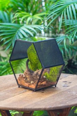 Handmade Hexagon Glass Geometric Terrarium Enclosure With Mesh Vents For Small Insects -Ncyp Garden Sale Shop IMG 6369