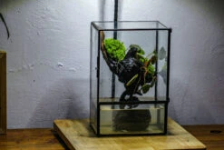 Close Geometric Glass Tin Terrarium , Watertight, 8x10" Container For Moss Wall, Fern, Landscape Waterpond, No Plants -Ncyp Garden Sale Shop IMG 6371