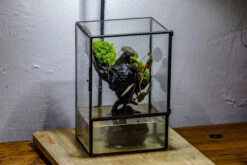 Close Geometric Glass Tin Terrarium , Watertight, 8x10" Container For Moss Wall, Fern, Landscape Waterpond, No Plants -Ncyp Garden Sale Shop IMG 6372