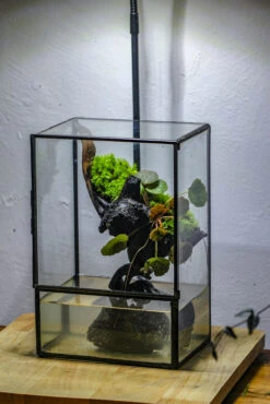 Close Geometric Glass Tin Terrarium , Watertight, 8x10" Container For Moss Wall, Fern, Landscape Waterpond, No Plants -Ncyp Garden Sale Shop IMG 6376