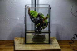 Close Geometric Glass Tin Terrarium , Watertight, 8x10" Container For Moss Wall, Fern, Landscape Waterpond, No Plants -Ncyp Garden Sale Shop IMG 6378