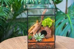 8x8x12 Inches Large Handmade Glass Geometric Terrarium With Side Vent, For Large Insects -Ncyp Garden Sale Shop IMG 6405