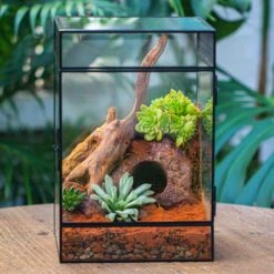 8x8x12 Inches Large Handmade Glass Geometric Terrarium With Side Vent, For Large Insects -Ncyp Garden Sale Shop IMG 6406 2
