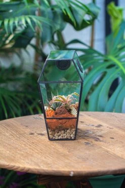 Coffin-Shaped Tin Glass Terrarium Enclosure, Gothic Style, For Jumping Spider, Insects, Snails -Ncyp Garden Sale Shop IMG 6448
