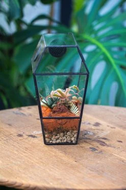 Coffin-Shaped Tin Glass Terrarium Enclosure, Gothic Style, For Jumping Spider, Insects, Snails -Ncyp Garden Sale Shop IMG 6449