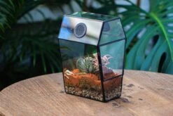 Coffin-Shaped Tin Glass Terrarium Enclosure, Gothic Style, For Jumping Spider, Insects, Snails -Ncyp Garden Sale Shop IMG 6450