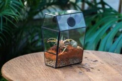 Coffin-Shaped Tin Glass Terrarium Enclosure, Gothic Style, For Jumping Spider, Insects, Snails -Ncyp Garden Sale Shop IMG 6453