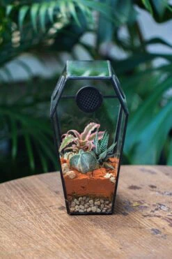 Coffin-Shaped Tin Glass Terrarium Enclosure, Gothic Style, For Jumping Spider, Insects, Snails -Ncyp Garden Sale Shop IMG 6456