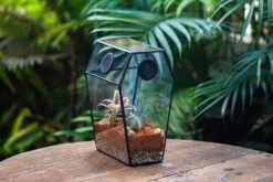 Coffin-Shaped Tin Glass Terrarium Enclosure, Gothic Style, For Jumping Spider, Insects, Snails -Ncyp Garden Sale Shop IMG 6460